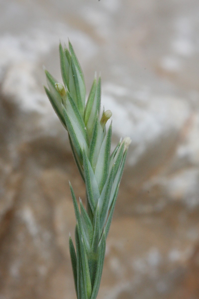 Crucianella latifolia